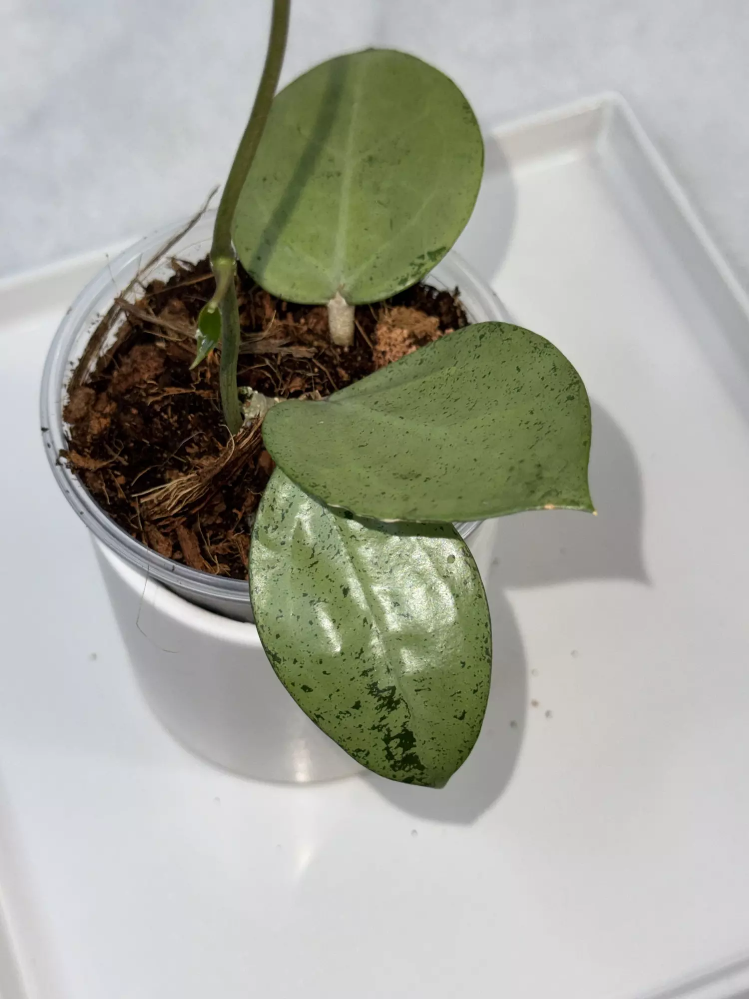 plant/⚠️REHAB — H. verticillata ‘Silver Heart’ — 3 inch pot-0