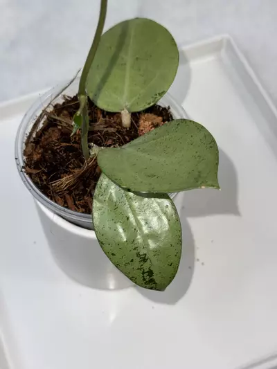 plant/⚠️REHAB — H. verticillata ‘Silver Heart’ — 3 inch pot-0-thumbnail