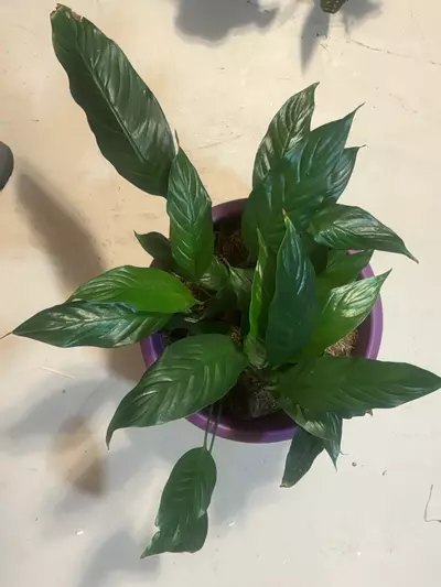 plant/Peace Lilly 8” pot-0-thumbnail