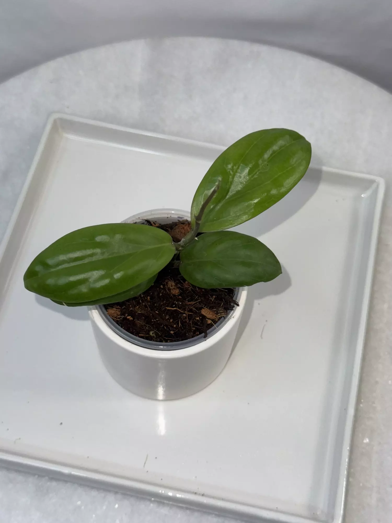 plant/H. ‘Swiffer’s Dream’ — 2.5 inch pot-0