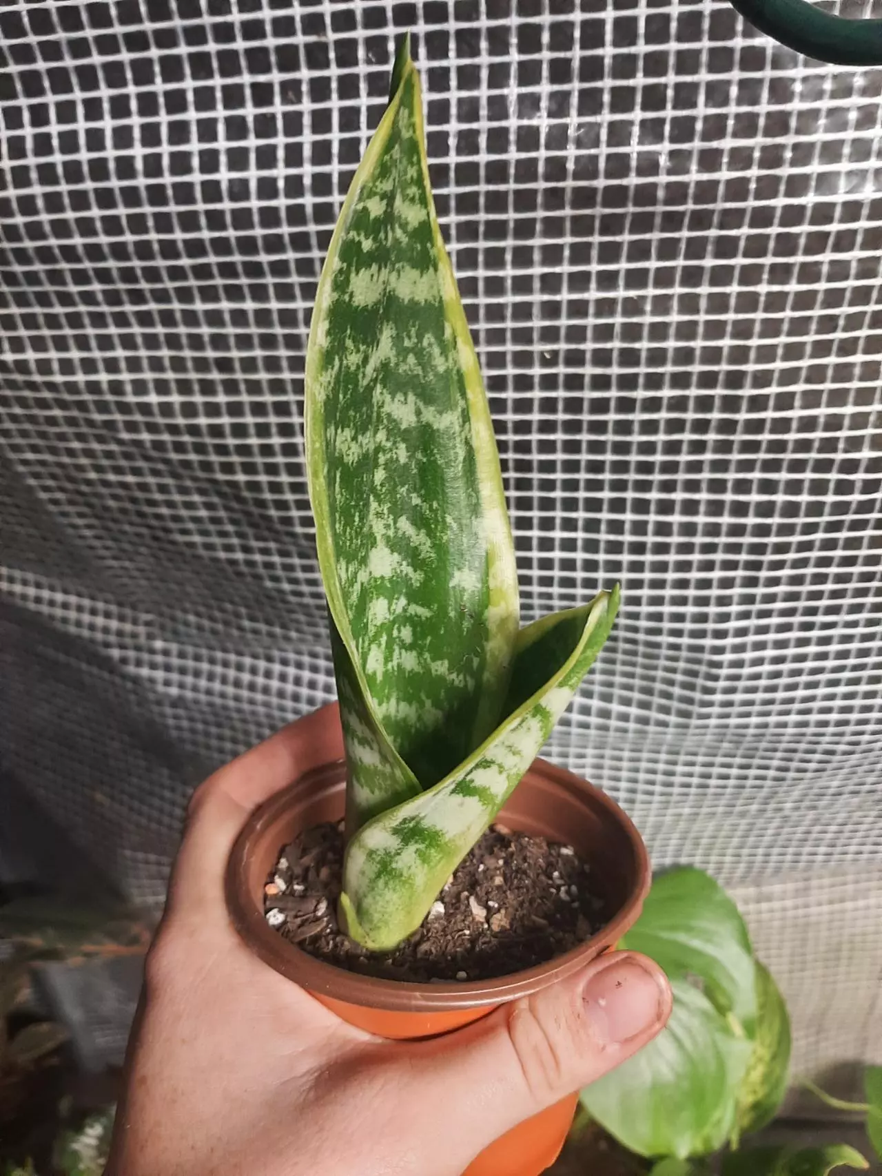 plant/Snake Plant-1