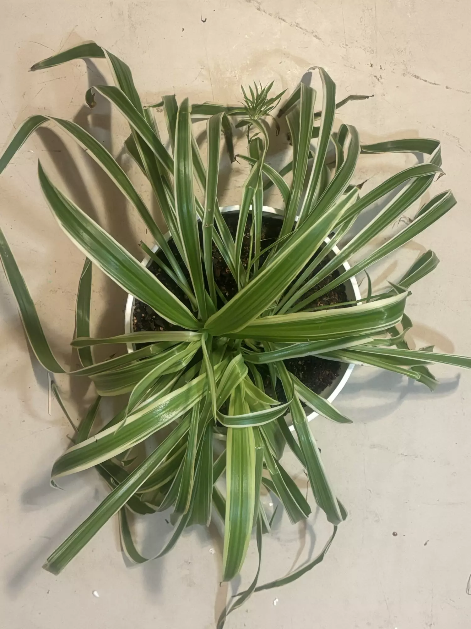 plant/Spider Plant 8” pot-0