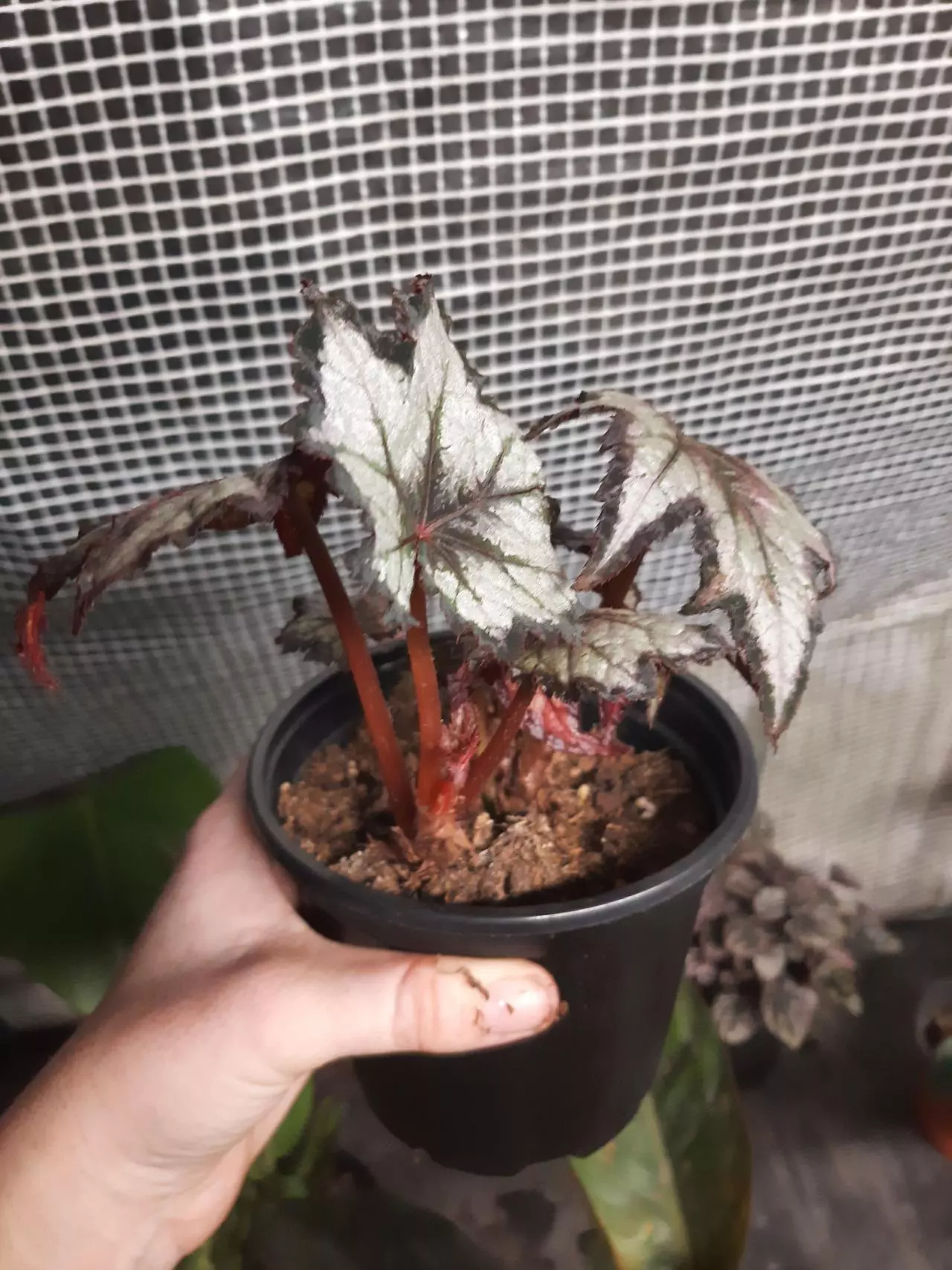 plant/Black Hole Begonia-2
