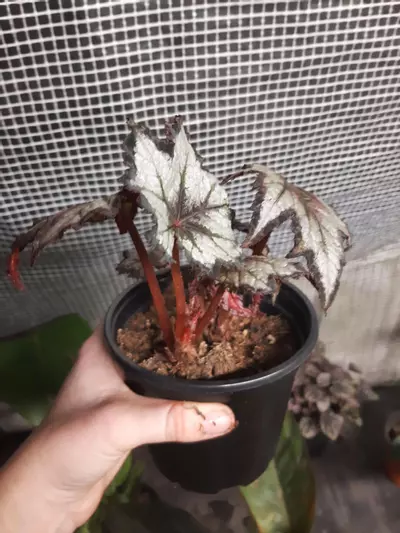 plant/Black Hole Begonia-2-thumbnail