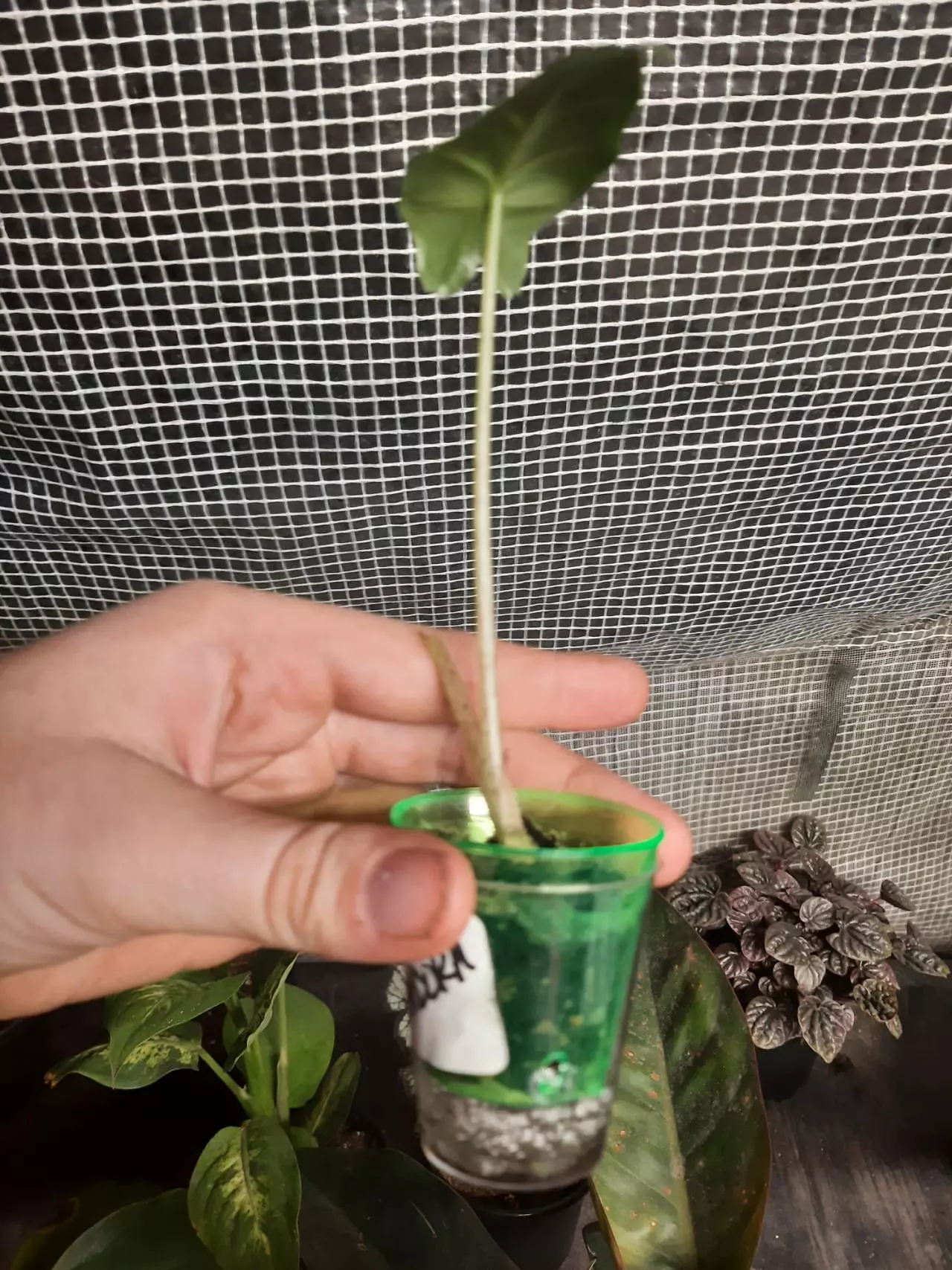 plant/Portadora Pup-1