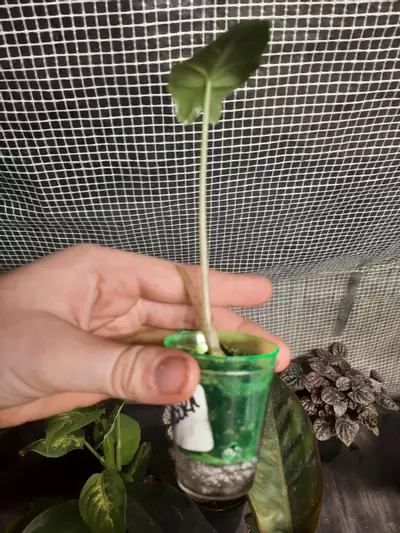 plant/Portadora Pup-1-thumbnail