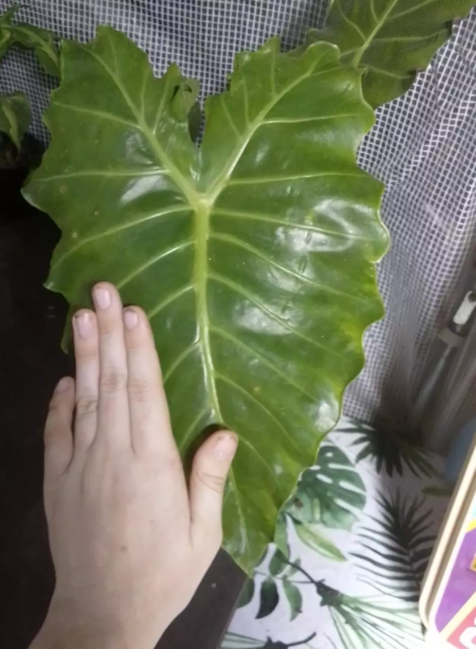 plant/Aurea Mayan Mask-1