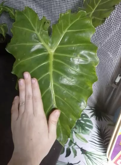 plant/Aurea Mayan Mask-1-thumbnail