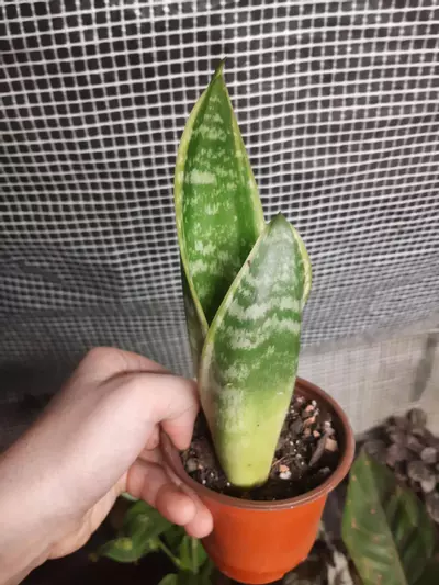 plant/Snake Plant-0-thumbnail