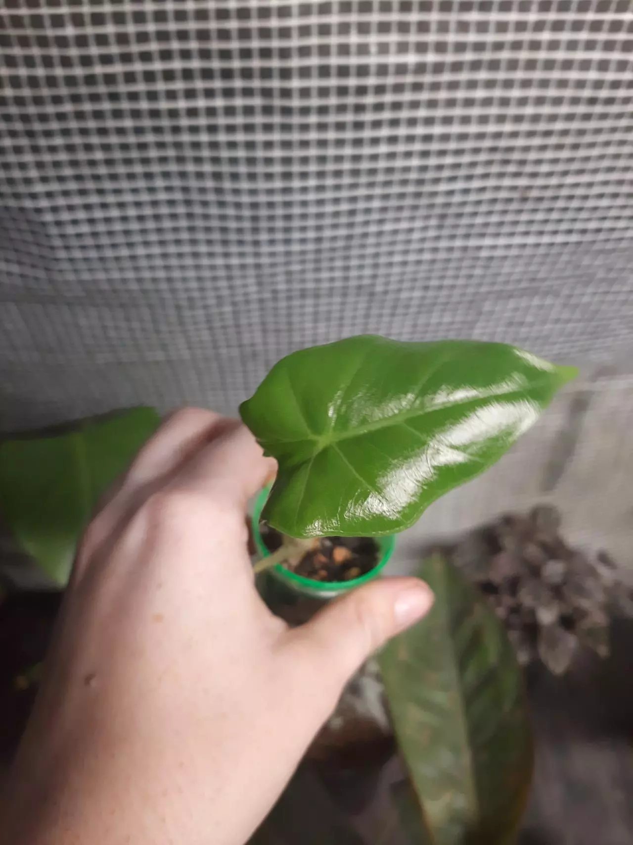 plant/Portadora Pup-0