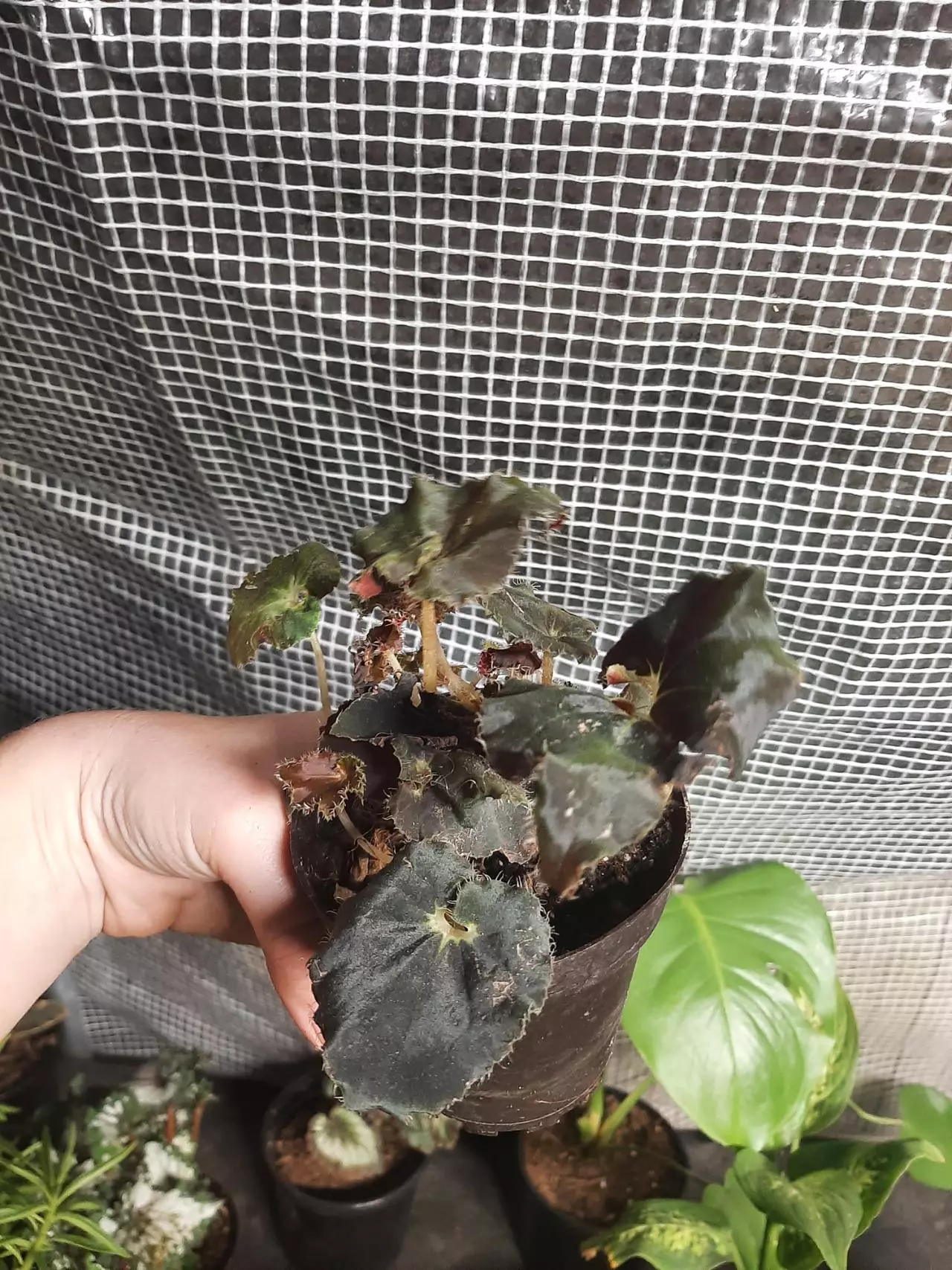 plant/Black Mambo Begonia-1