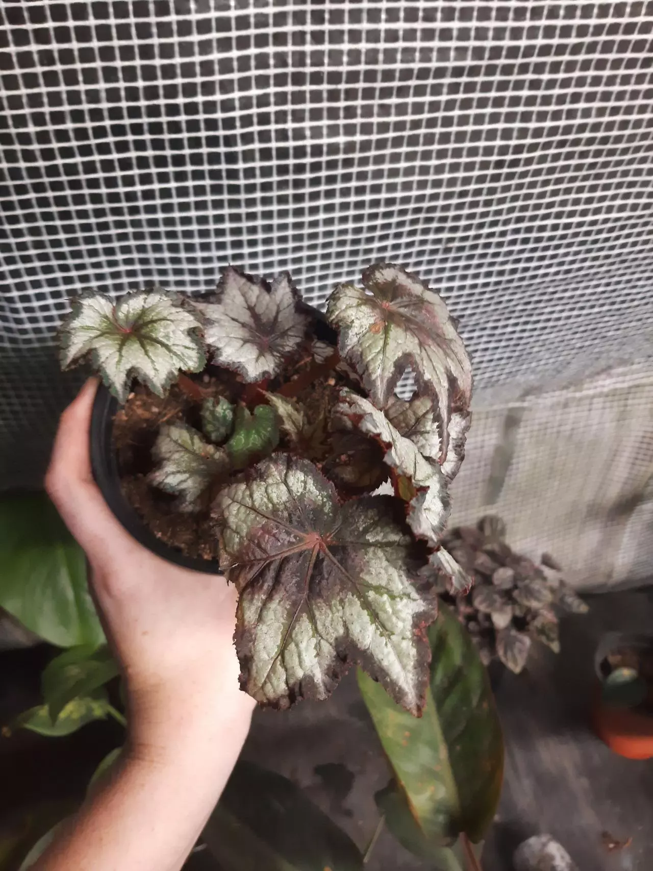 plant/Black Hole Begonia-1