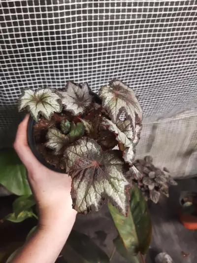 plant/Black Hole Begonia-1-thumbnail