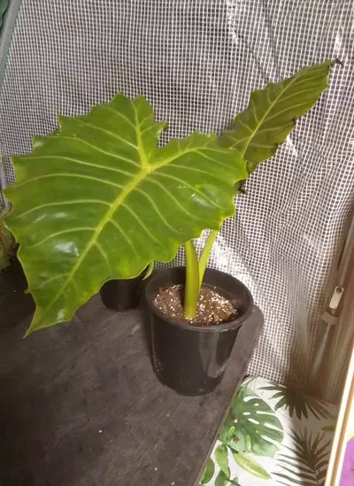 plant/Aurea Mayan Mask-0-thumbnail