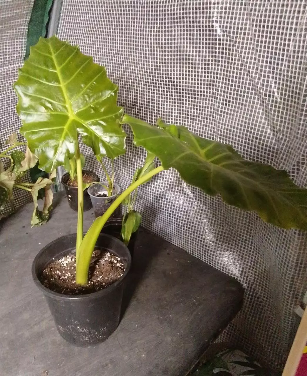 plant/Aurea Mayan Mask-2