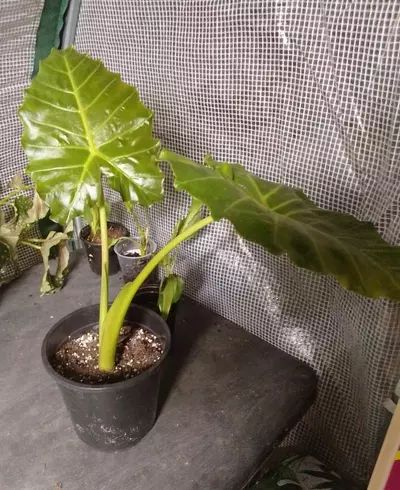 plant/Aurea Mayan Mask-2-thumbnail