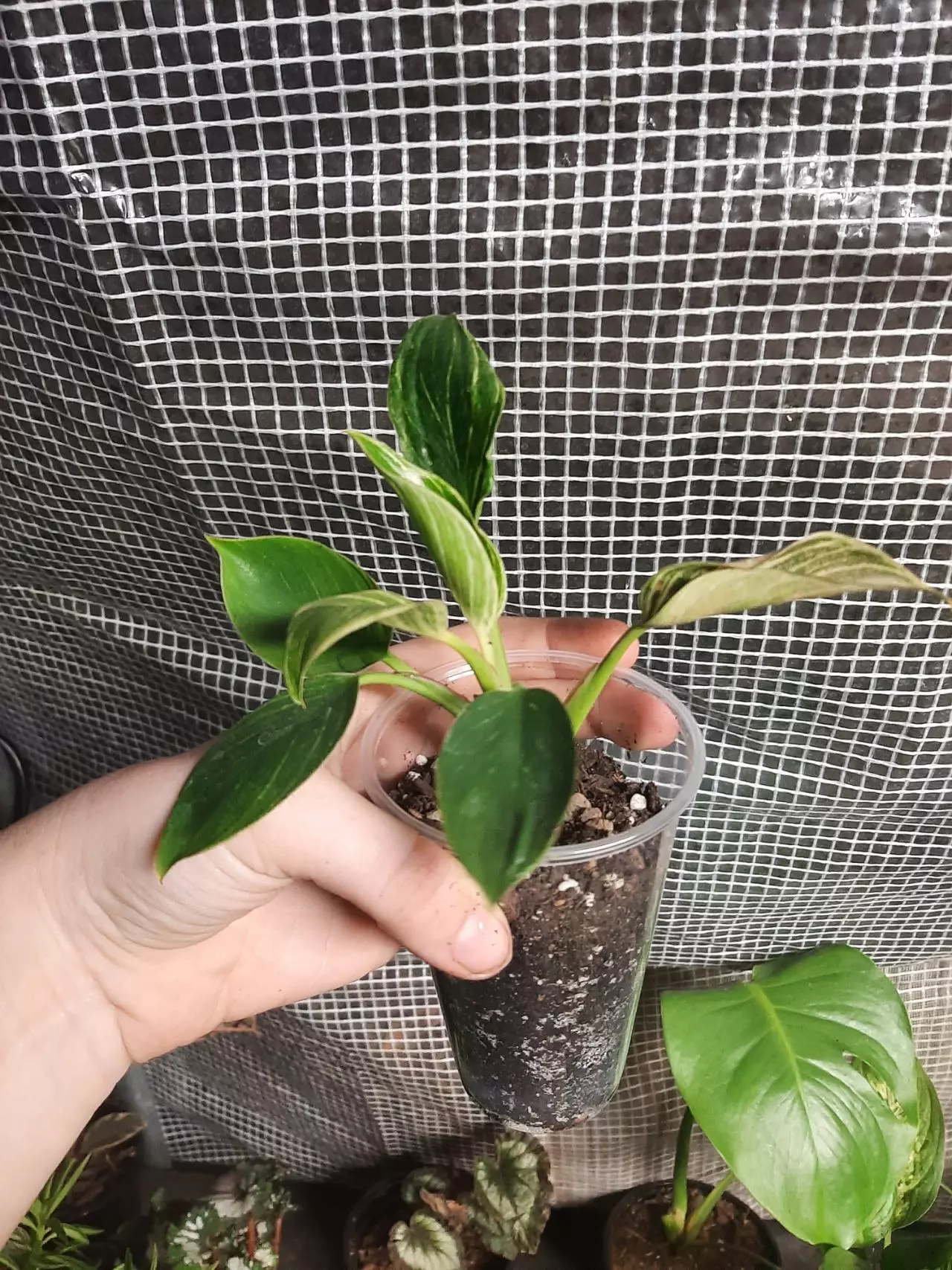 plant/Small Birkin-1