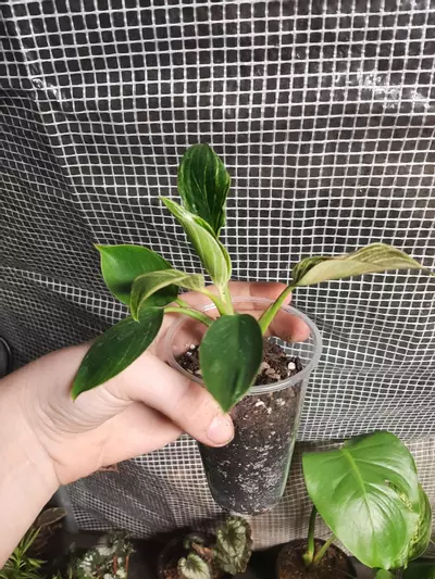 plant/Small Birkin-1-thumbnail