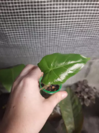 plant/Snake Plant-2-thumbnail