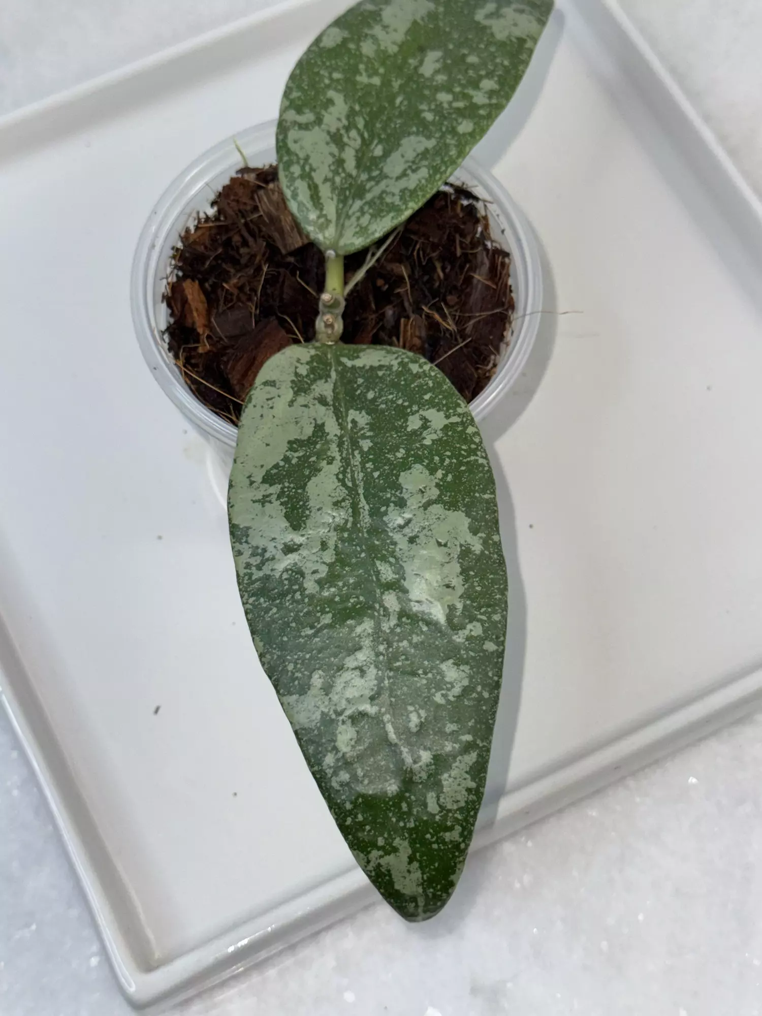 plant/H. 'Harlene' (H. finlaysonii X H. sp. Ko Chang Island) —3 inch pot)-0