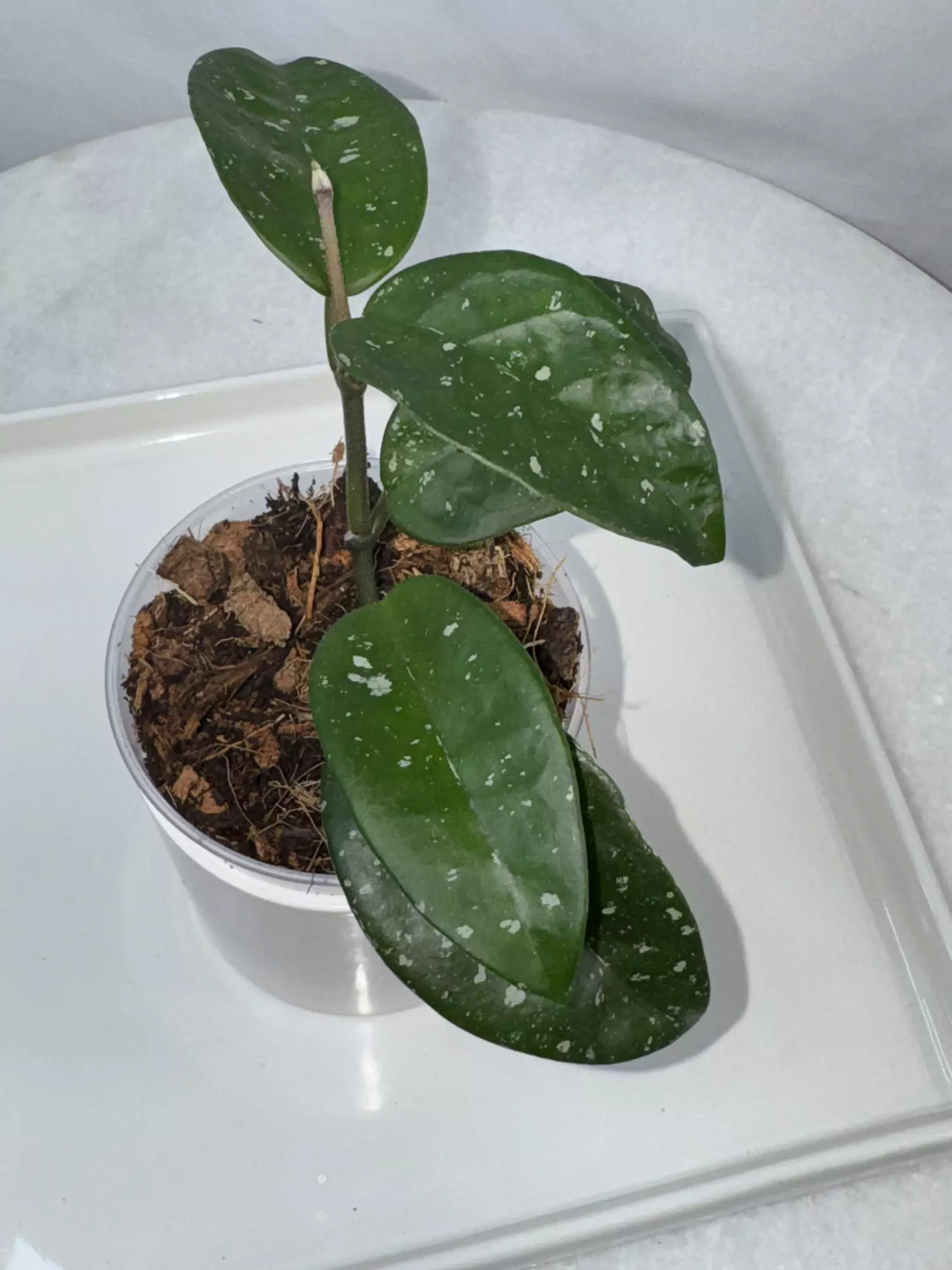 plant/H. SMS ‘June’ - 3 inch pot-0