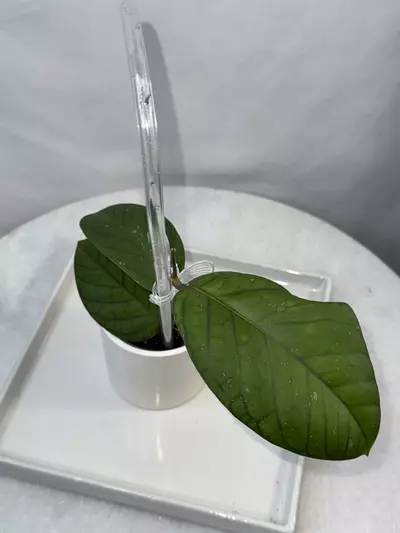 plant/Hoya meredithii (round leaf) — 3 inch pot-2-thumbnail