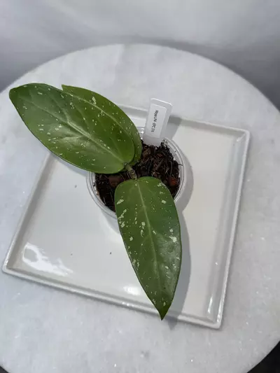 plant/Hoya LP4-EPC 376 — 3 inch pot-0-thumbnail