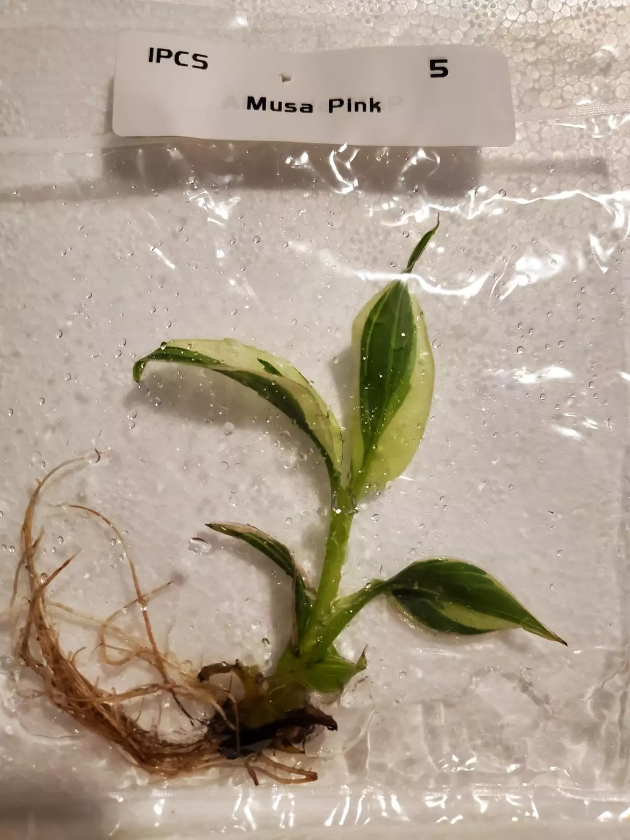 plant/Banana Musa Pink-0