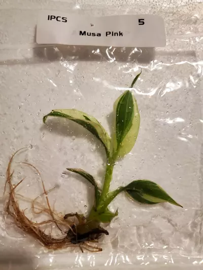 plant/Banana Musa Pink-0-thumbnail