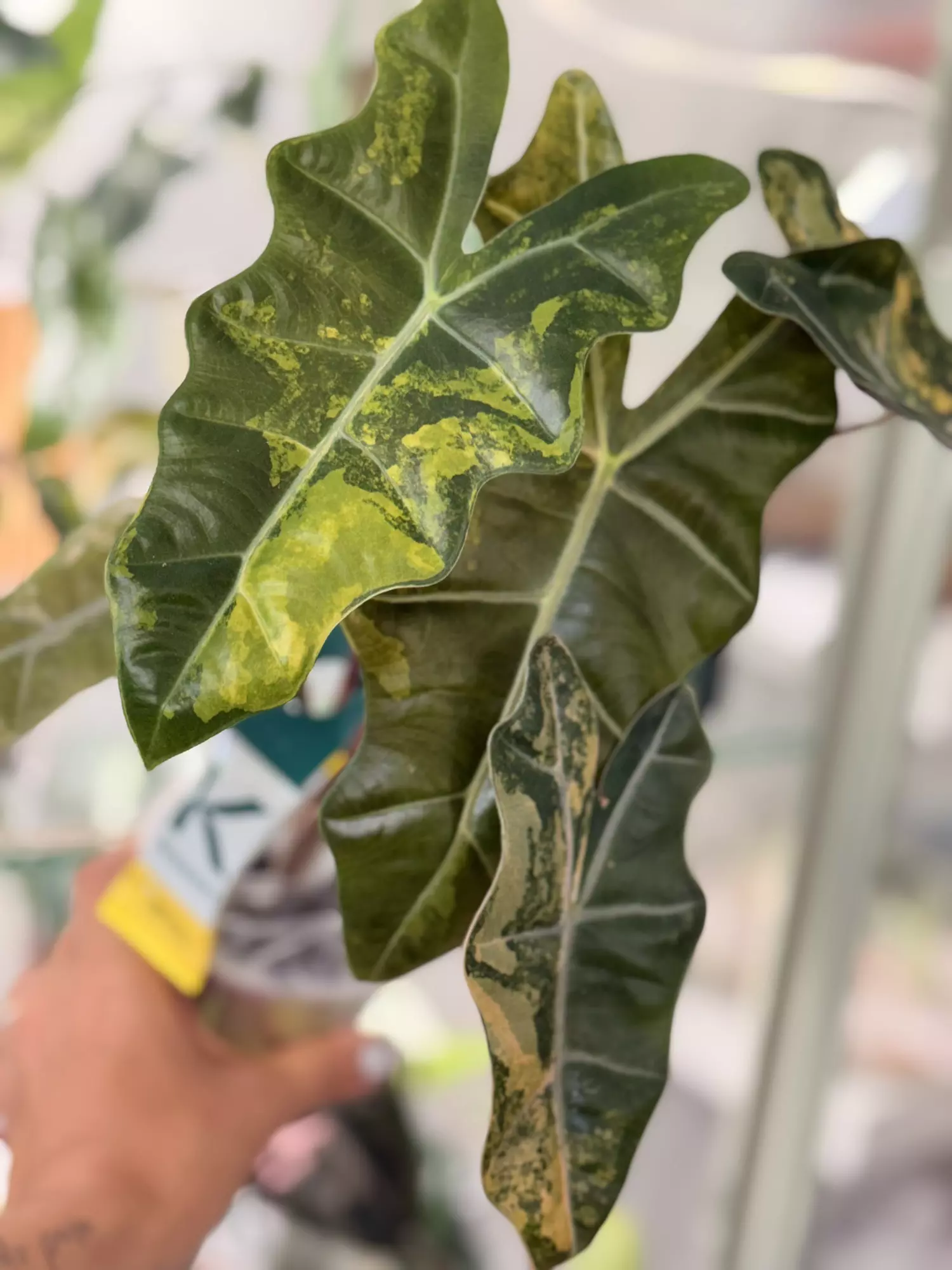 plant/Alocasia Pseudosanderiana Aurea Corm-0