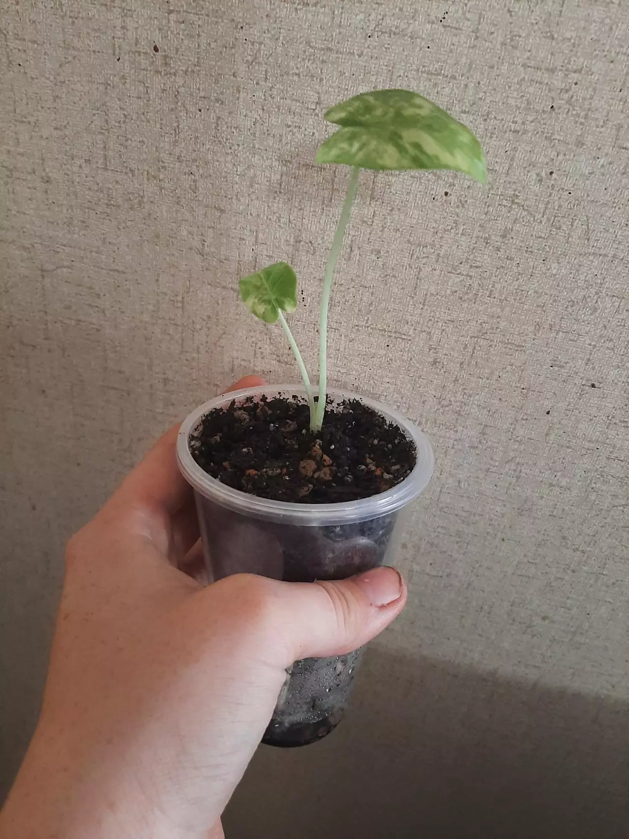 plant/Watsoniana Doff Pink Albo-3