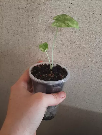 plant/Watsoniana Doff Pink Albo-3-thumbnail