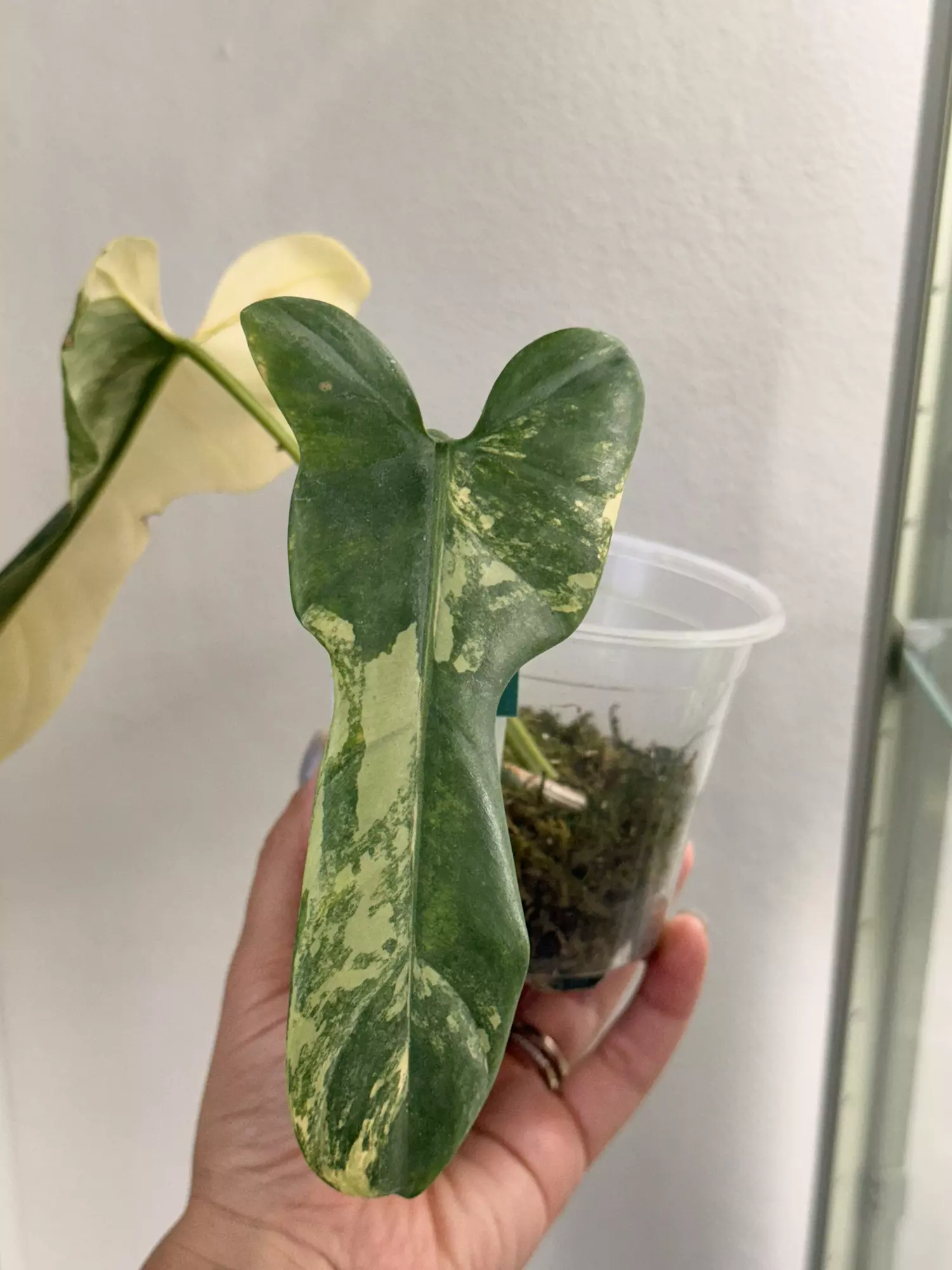 plant/Philodendron Bippen Var-0