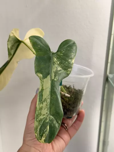 plant/Philodendron Bippen Var-0-thumbnail