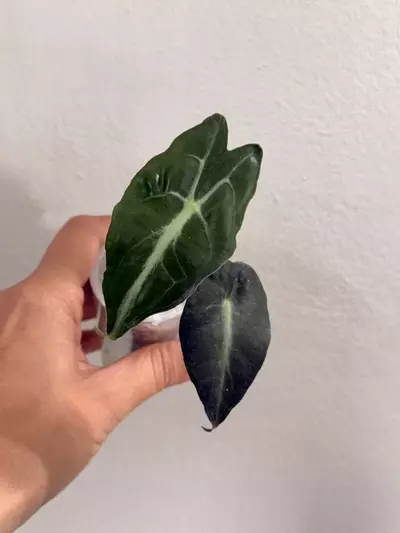 plant/Alocasia Venom-0-thumbnail