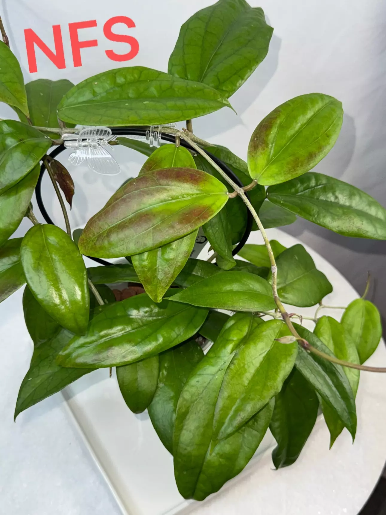 plant/Hoya ‘Valdar’ — 2.5 inch pot-2