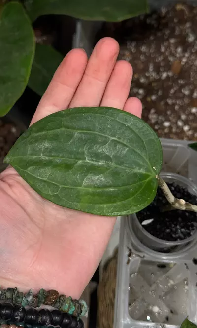 plant/448-Hoya Latifolia Dinner Plate rooted in Fluval-1-thumbnail