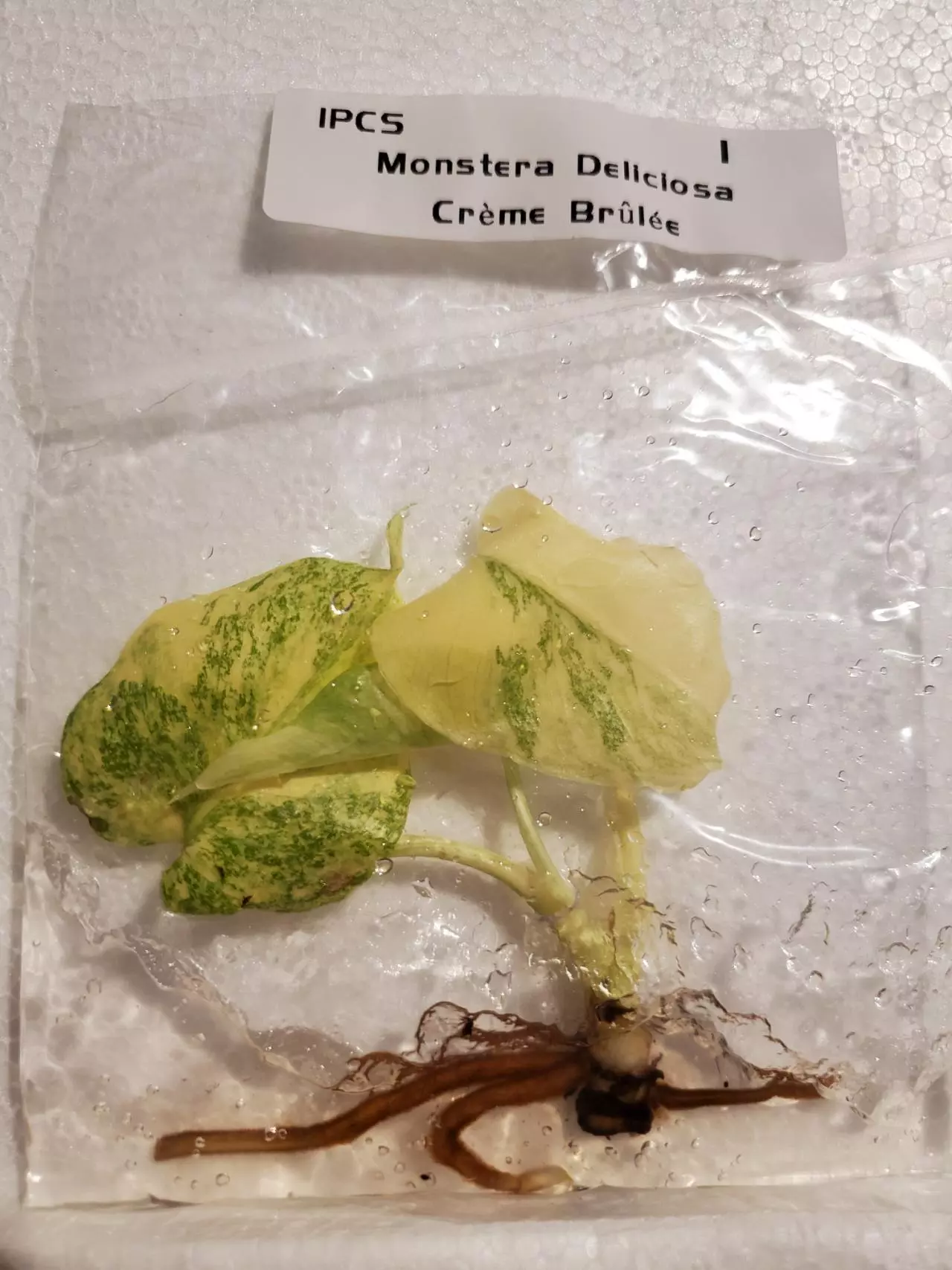 plant/Monstera Crème Brûlée-0