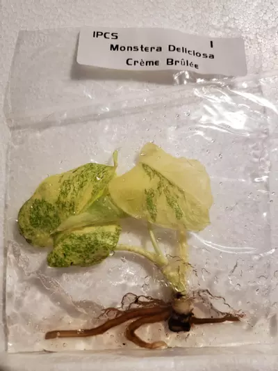 plant/Monstera Crème Brûlée-0-thumbnail