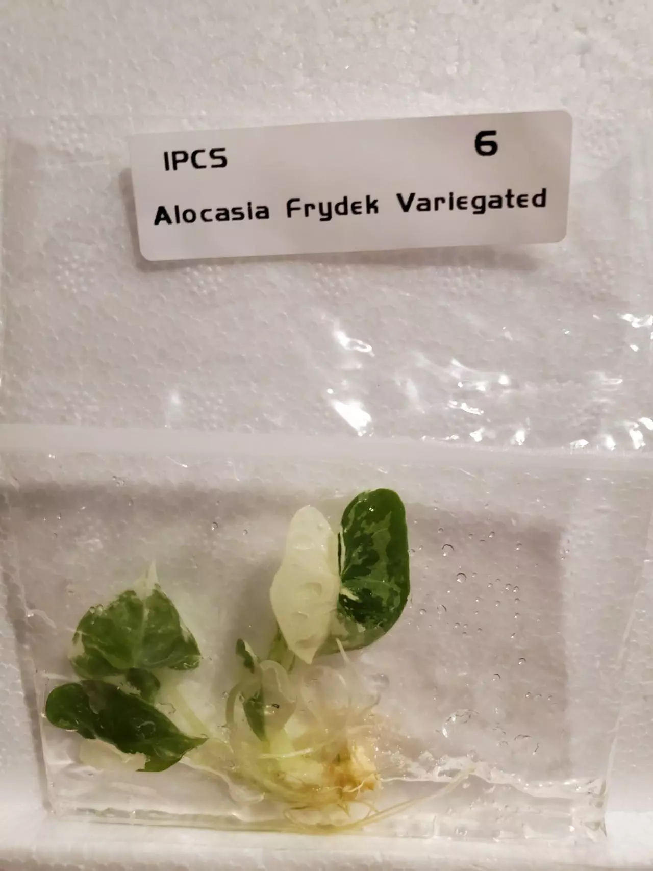 plant/Alocasia Frydek Variegated-0