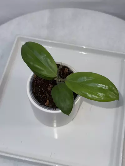 plant/H. ‘Swiffer’s Dream’ — 2.5 inch pot-1-thumbnail