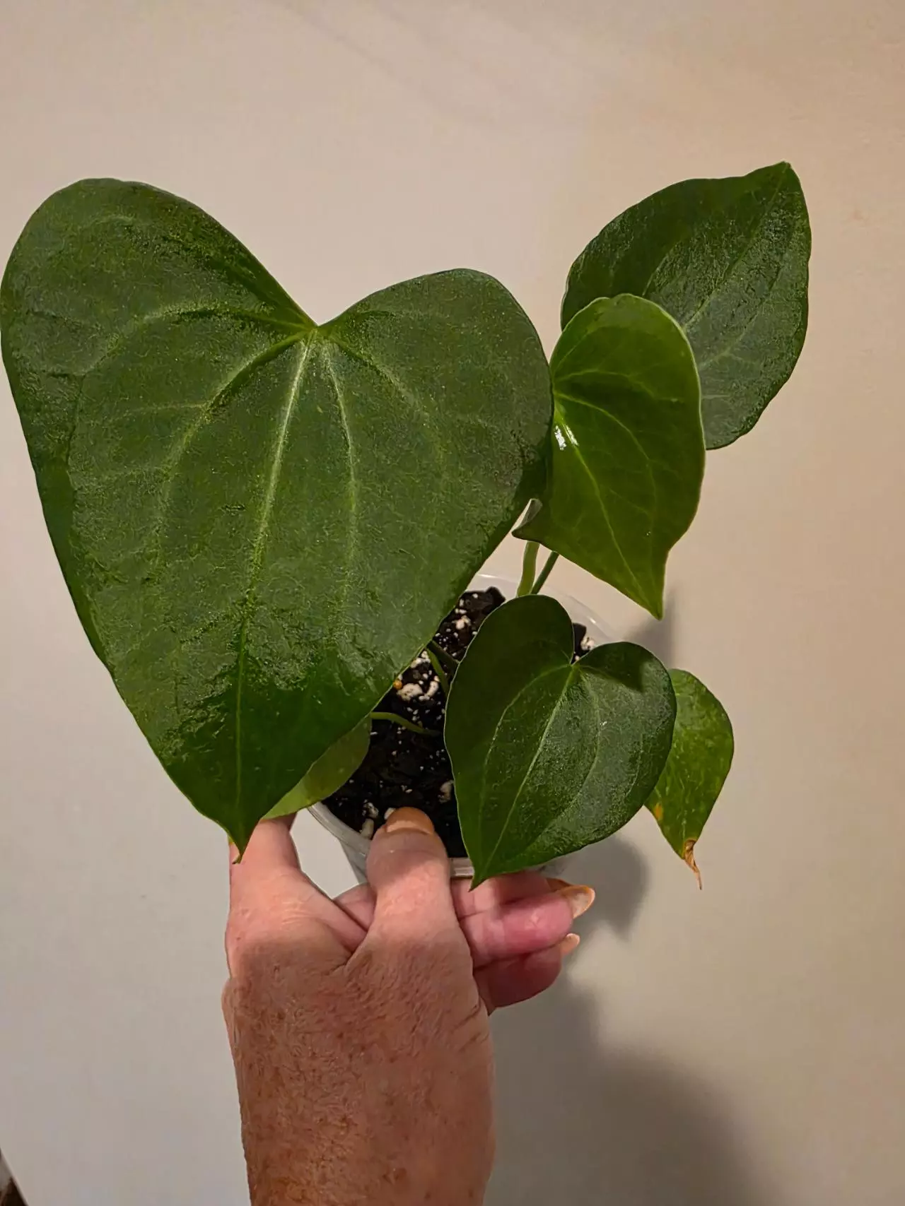 plant/Anthurium Delta Force-0