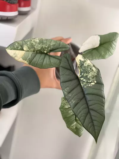 plant/Alocasia Bisma Platinum Albo-2-thumbnail