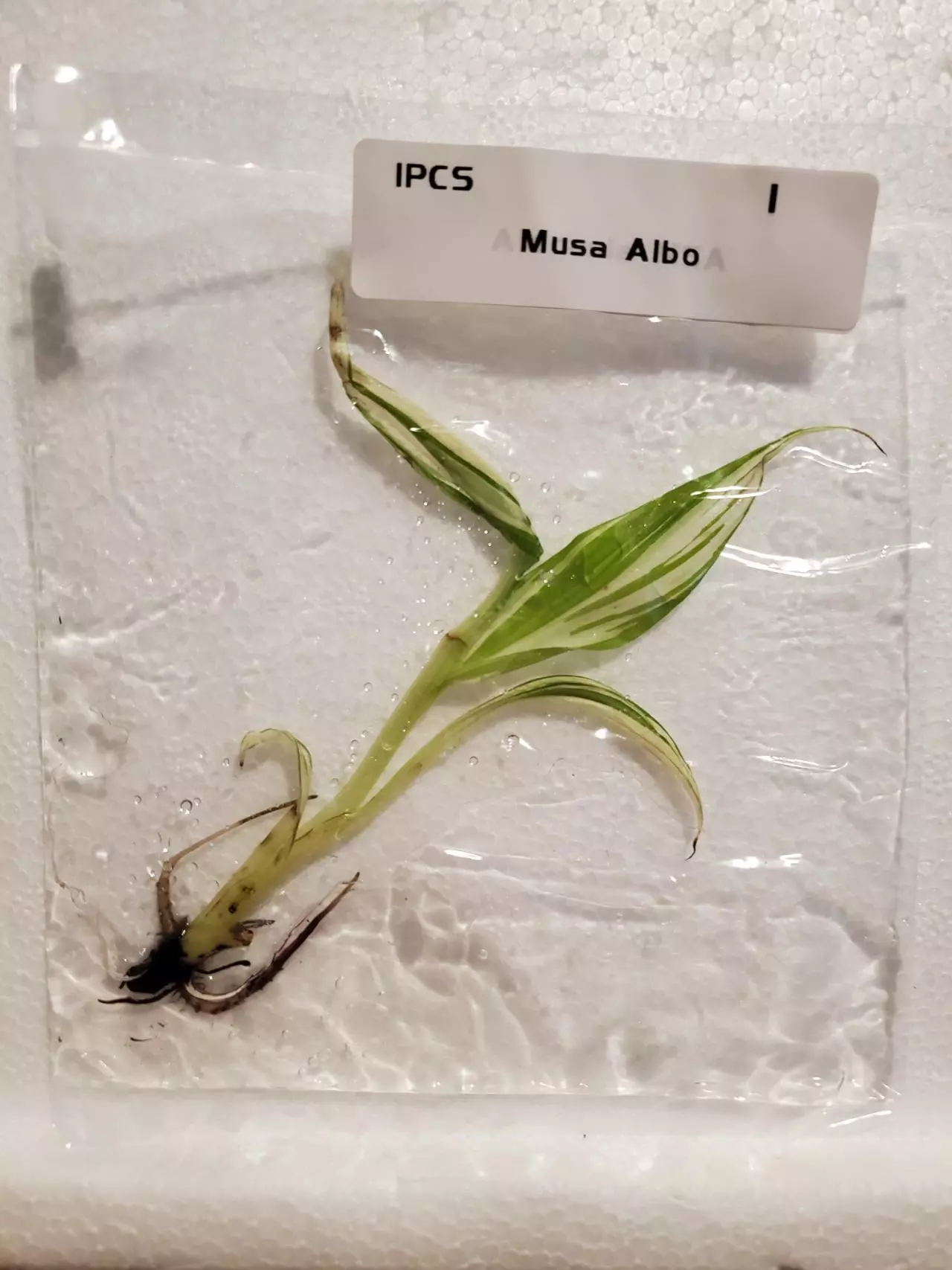 plant/Banana Musa Albo-0