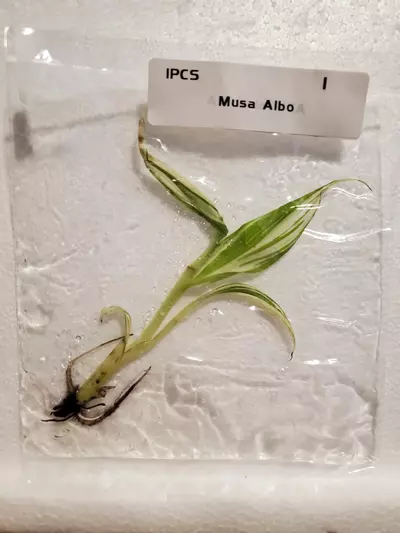 plant/Banana Musa Albo-0-thumbnail