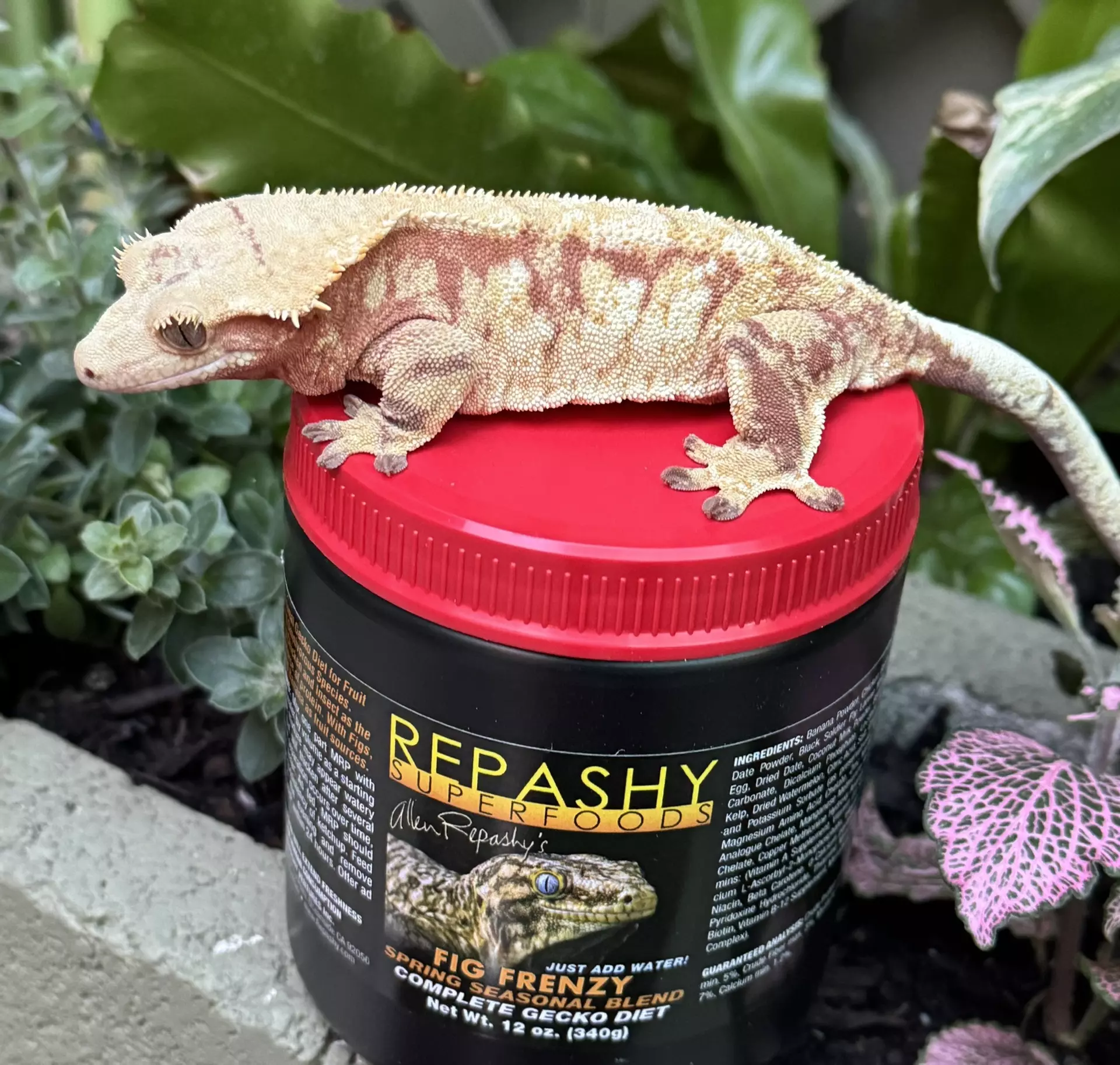 plant/Fig frenzy 12 oz-0