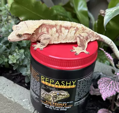 plant/Fig frenzy 12 oz-0-thumbnail