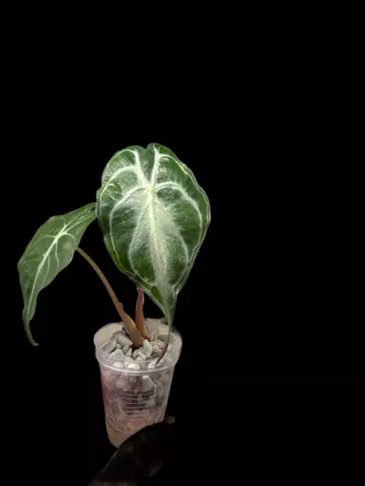 plant/Venom-0-thumbnail