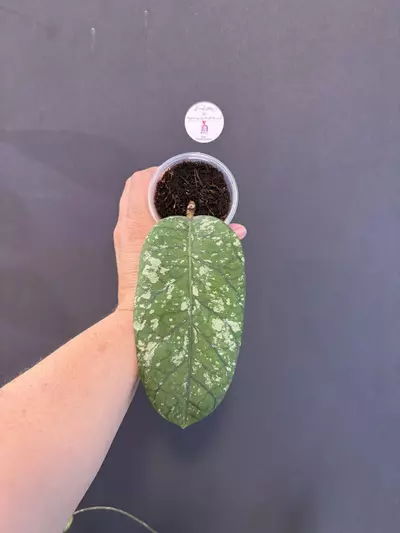 plant/Hoya Sp. ACEH Meredithii. BIG!!-0-thumbnail