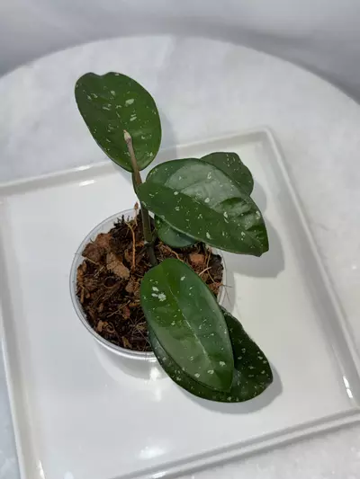 plant/H. SMS ‘June’ - 3 inch pot-2-thumbnail